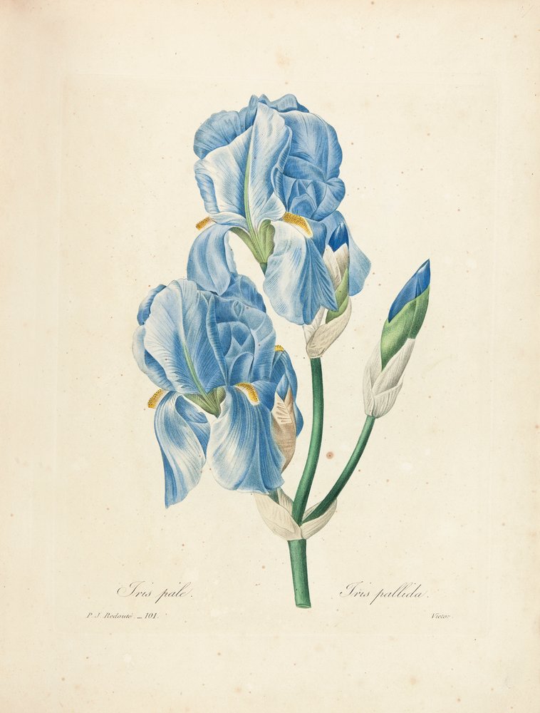 Pierre Joseph Redoute - Iris